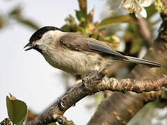 Marsh Tit