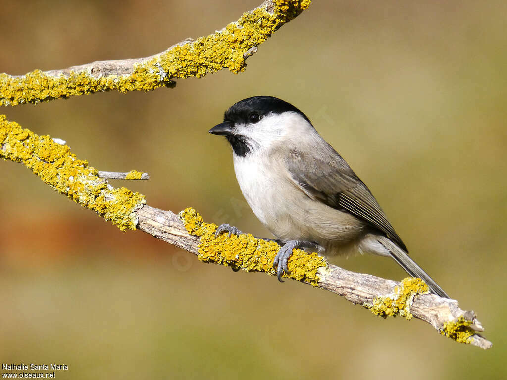 Marsh Titadult, identification