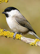 Marsh Tit