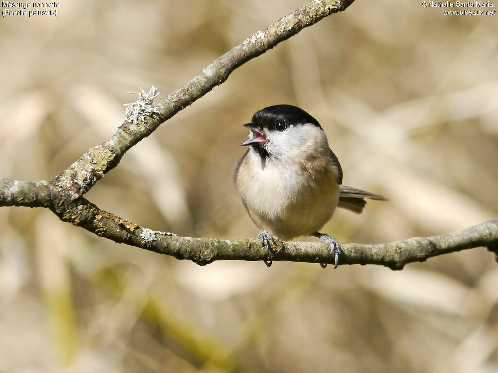 Mésange nonnetteadulte, identification, chant, Comportement