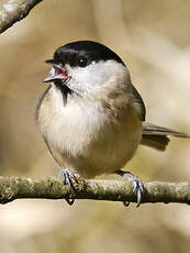 Mésange nonnette