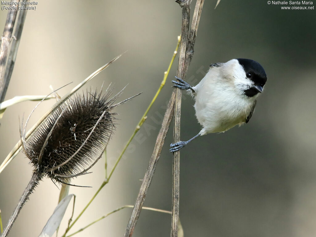 Marsh Titadult, identification, Behaviour