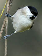 Marsh Tit