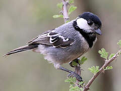 Acacia Tit