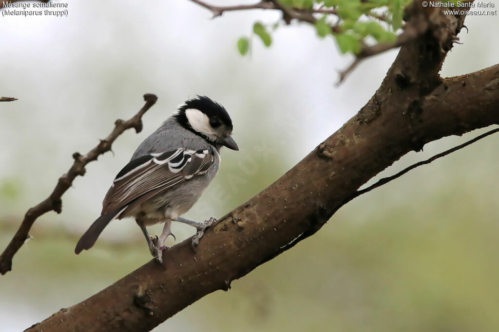 Mésange somalienneadulte