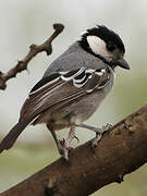 Acacia Tit