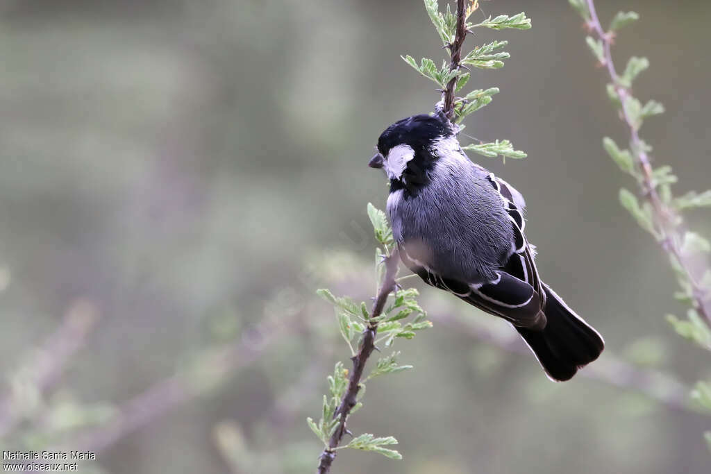 Acacia Titadult, pigmentation, fishing/hunting