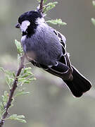 Acacia Tit