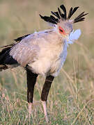 Secretarybird