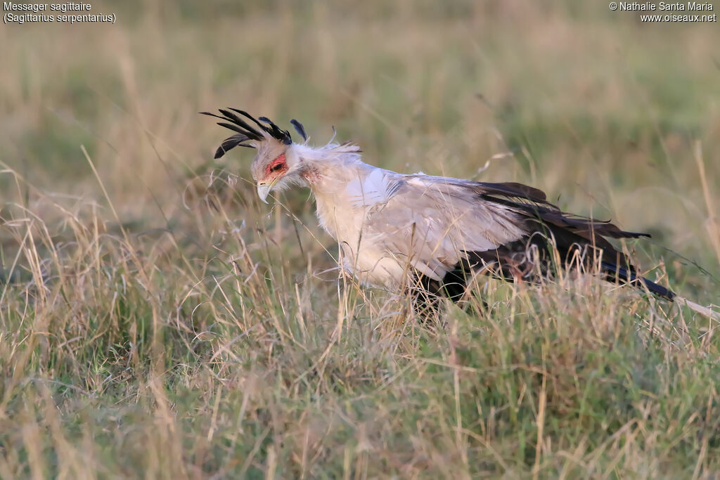 Messager sagittaireadulte, identification, habitat, marche