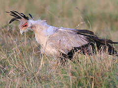 Secretarybird