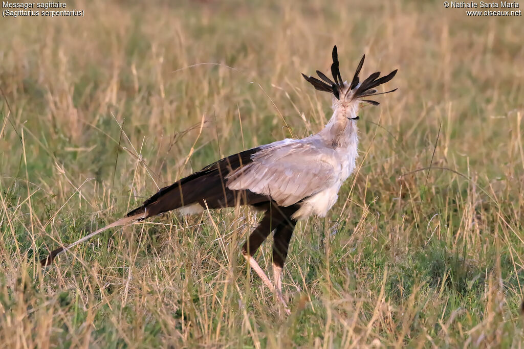 Messager sagittaireadulte, identification, habitat, marche