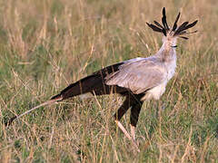 Secretarybird