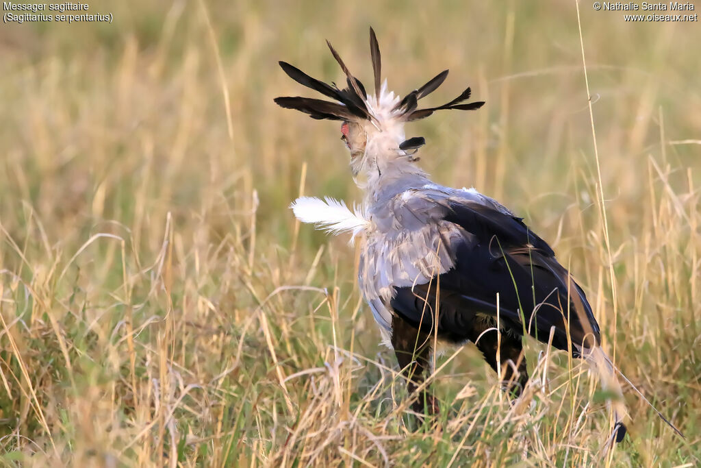 Secretarybirdadult, identification, habitat, walking