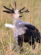 Secretarybird