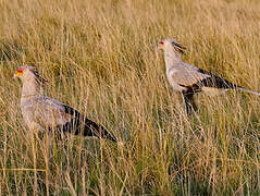 Secretarybird