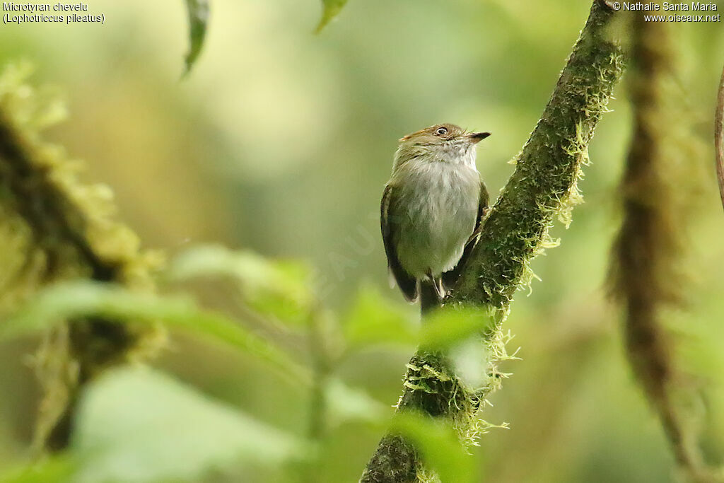 Microtyran cheveluadulte, identification