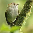 Microtyran chevelu