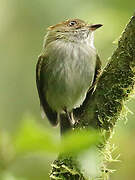 Scale-crested Pygmy Tyrant