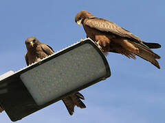 Yellow-billed Kite