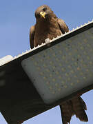 Yellow-billed Kite