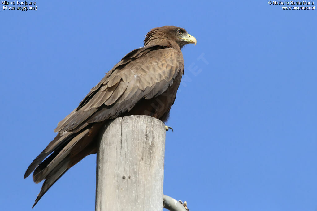 Yellow-billed Kiteadult