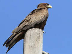 Yellow-billed Kite