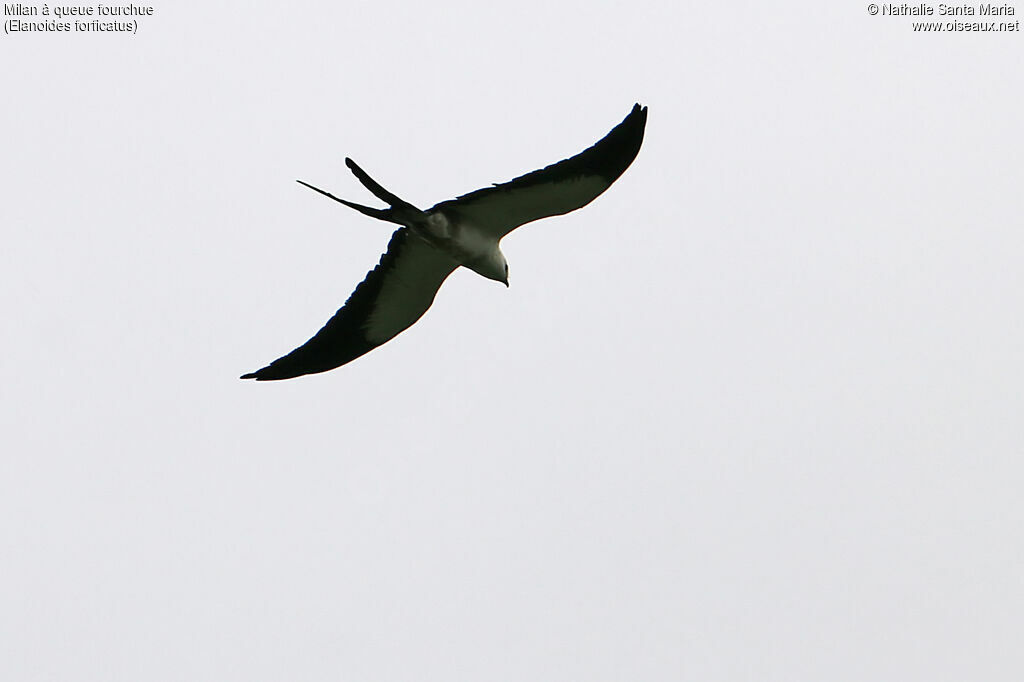 Swallow-tailed Kiteadult, Flight