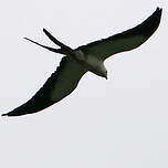 Milan à queue fourchue