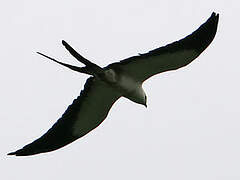 Swallow-tailed Kite