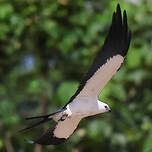 Milan à queue fourchue