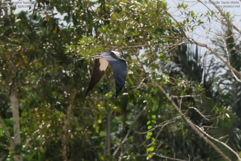 Milan à queue fourchue