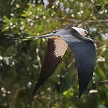 Milan à queue fourchue