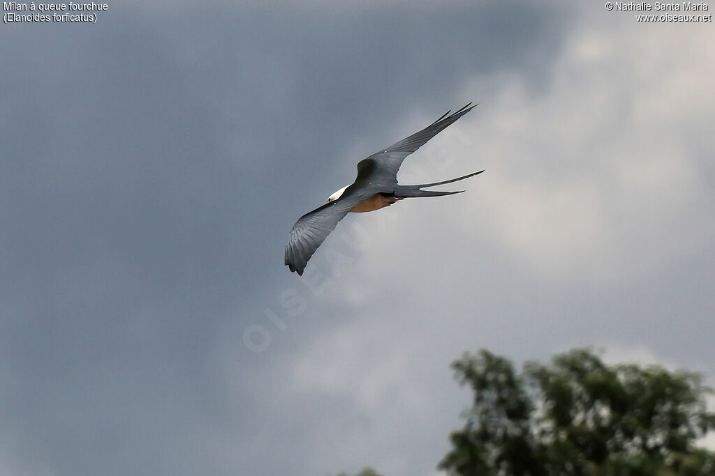 Milan à queue fourchue