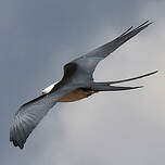 Milan à queue fourchue