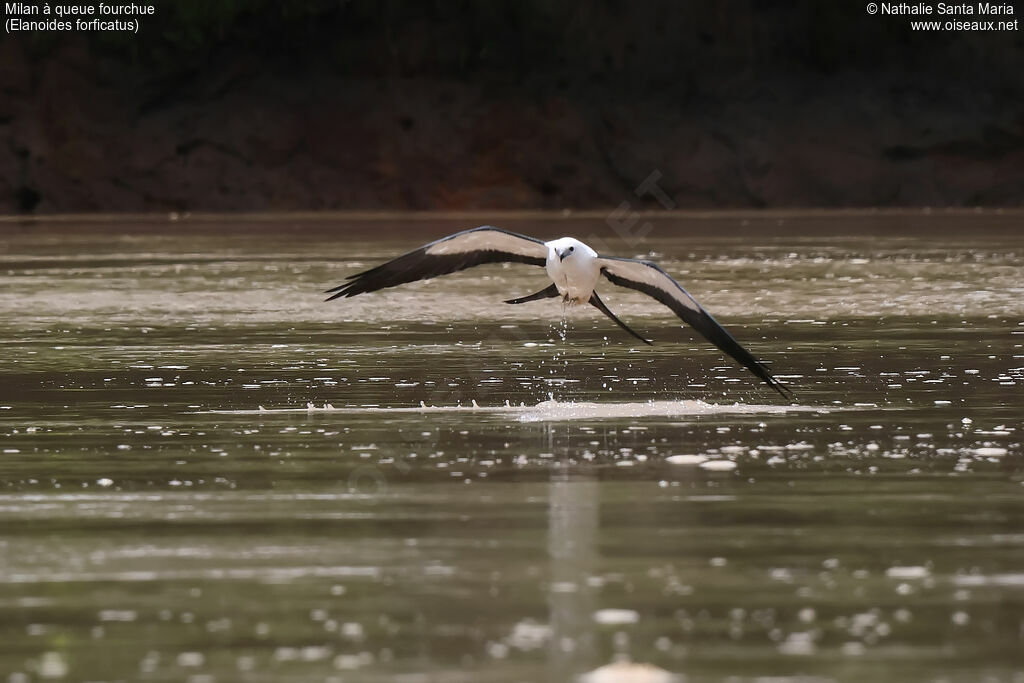 Milan à queue fourchue