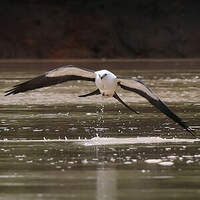 Milan à queue fourchue