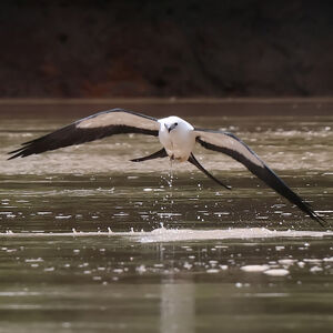 Milan à queue fourchue