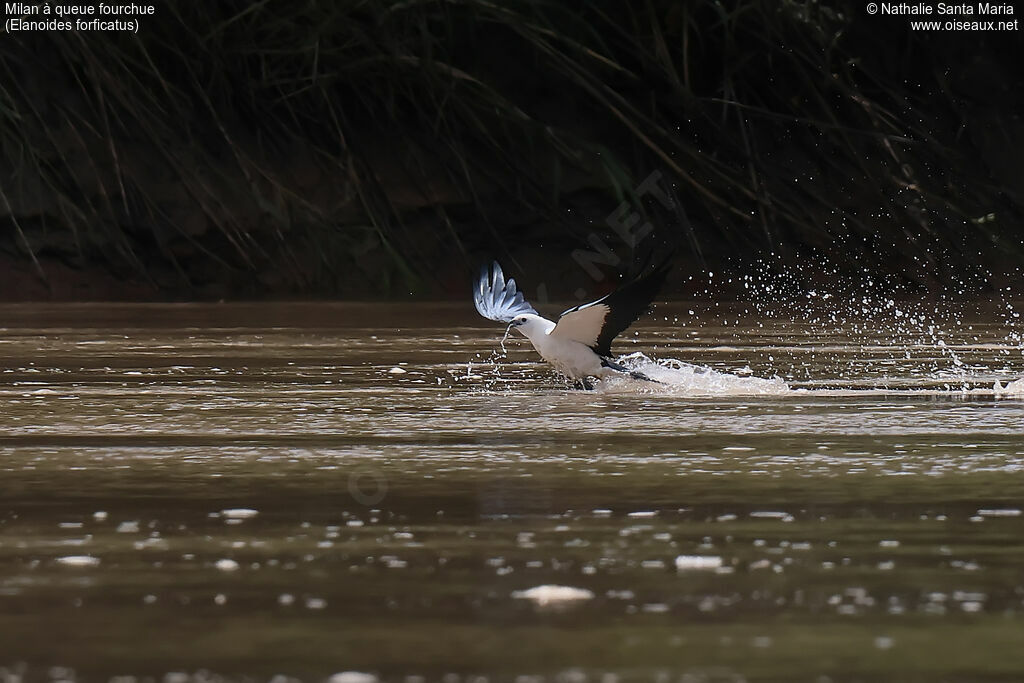 Milan à queue fourchue