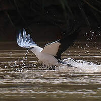 Milan à queue fourchue