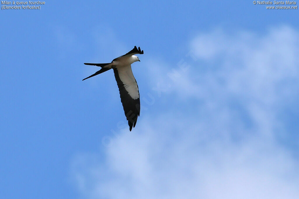 Milan à queue fourchue