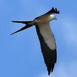 Milan à queue fourchue