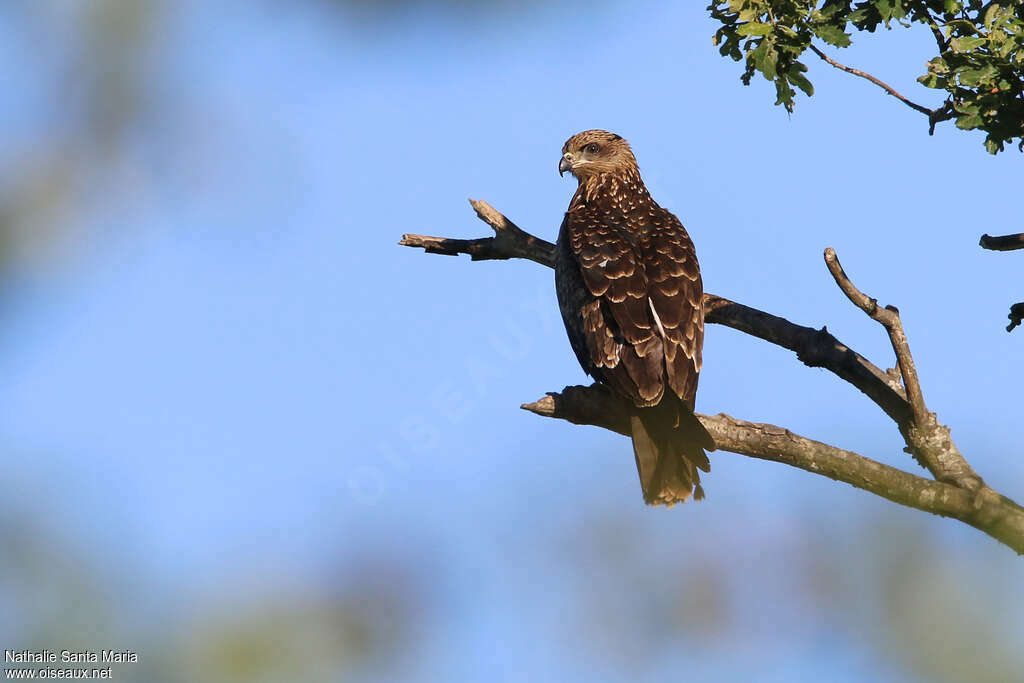 Black Kitejuvenile, identification