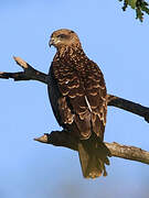 Black Kite