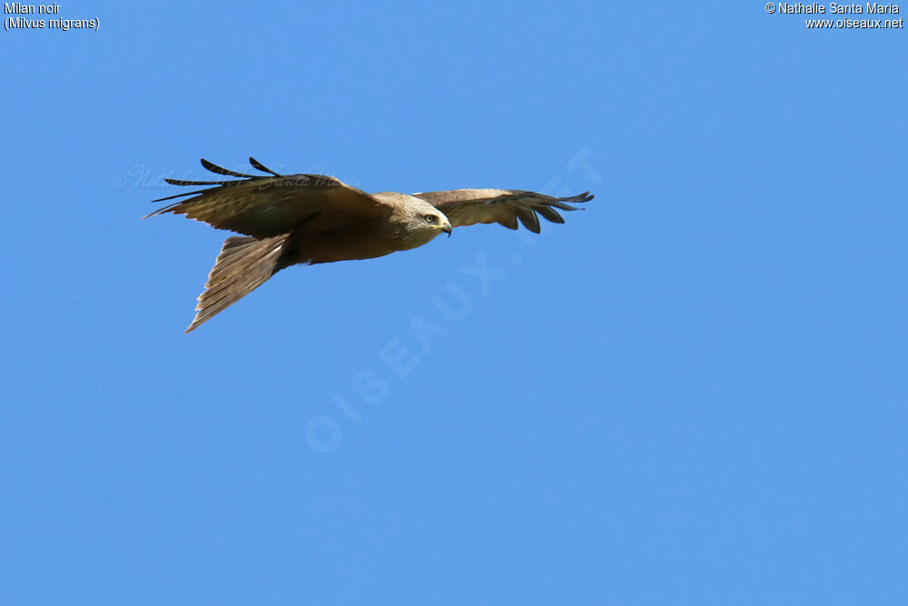 Black Kiteadult, identification