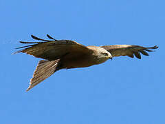 Black Kite