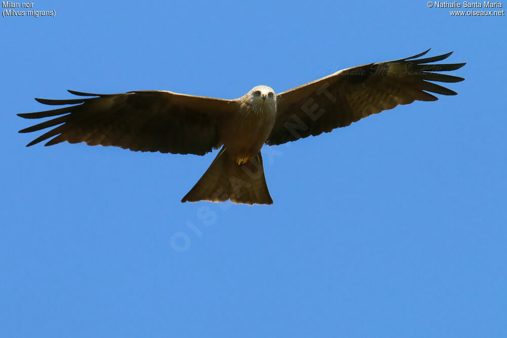 Black Kiteadult, identification