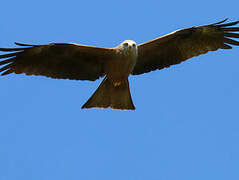 Black Kite