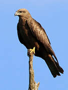 Black Kite