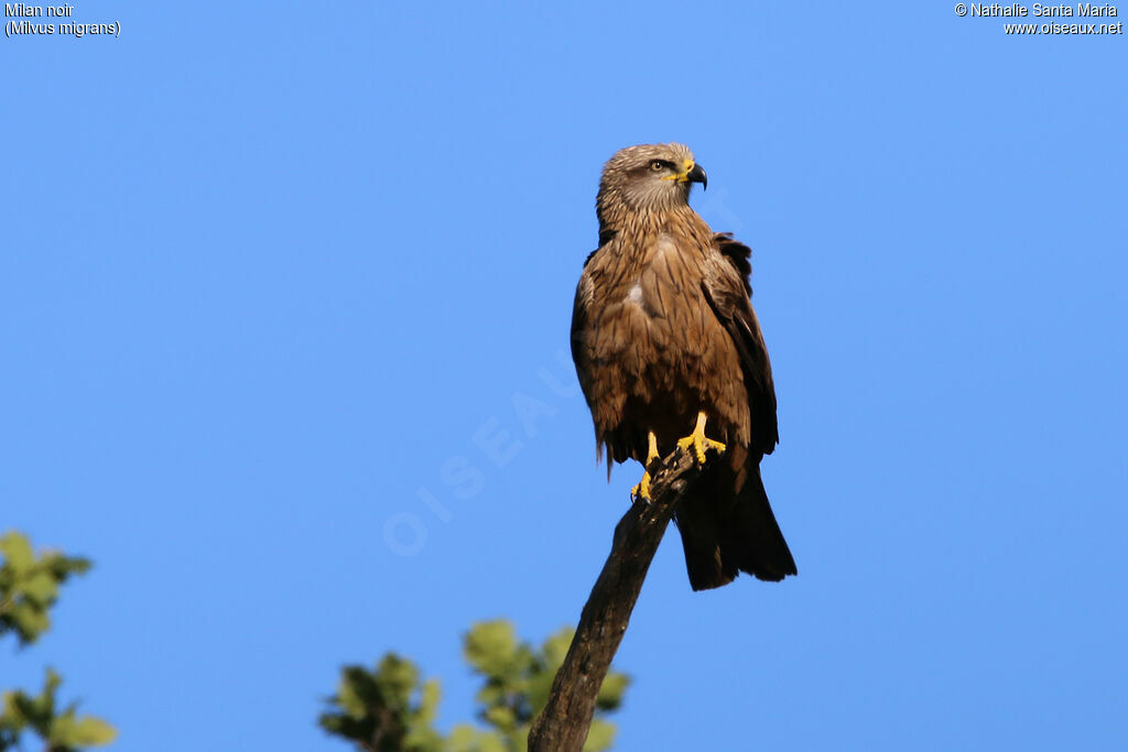 Black Kiteadult, identification, Behaviour